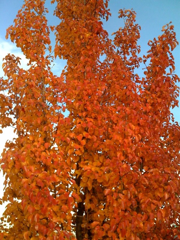 CS/ECE 560: Foundations of Fine-Grain Parallelism