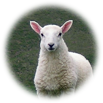 Cute lamb looking at you.