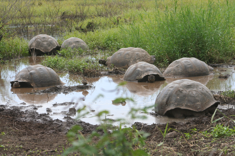 tortoises