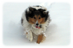 Dusty, our sheltie, running in the snow