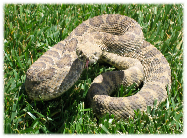 Rattlesnake in our backyard