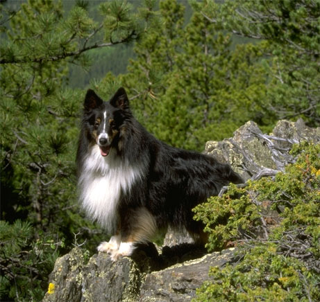 Max our Sheltie posing on a rock in the mountains